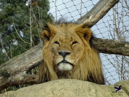 Tiergarten Schönbrunn am 24.02.2026